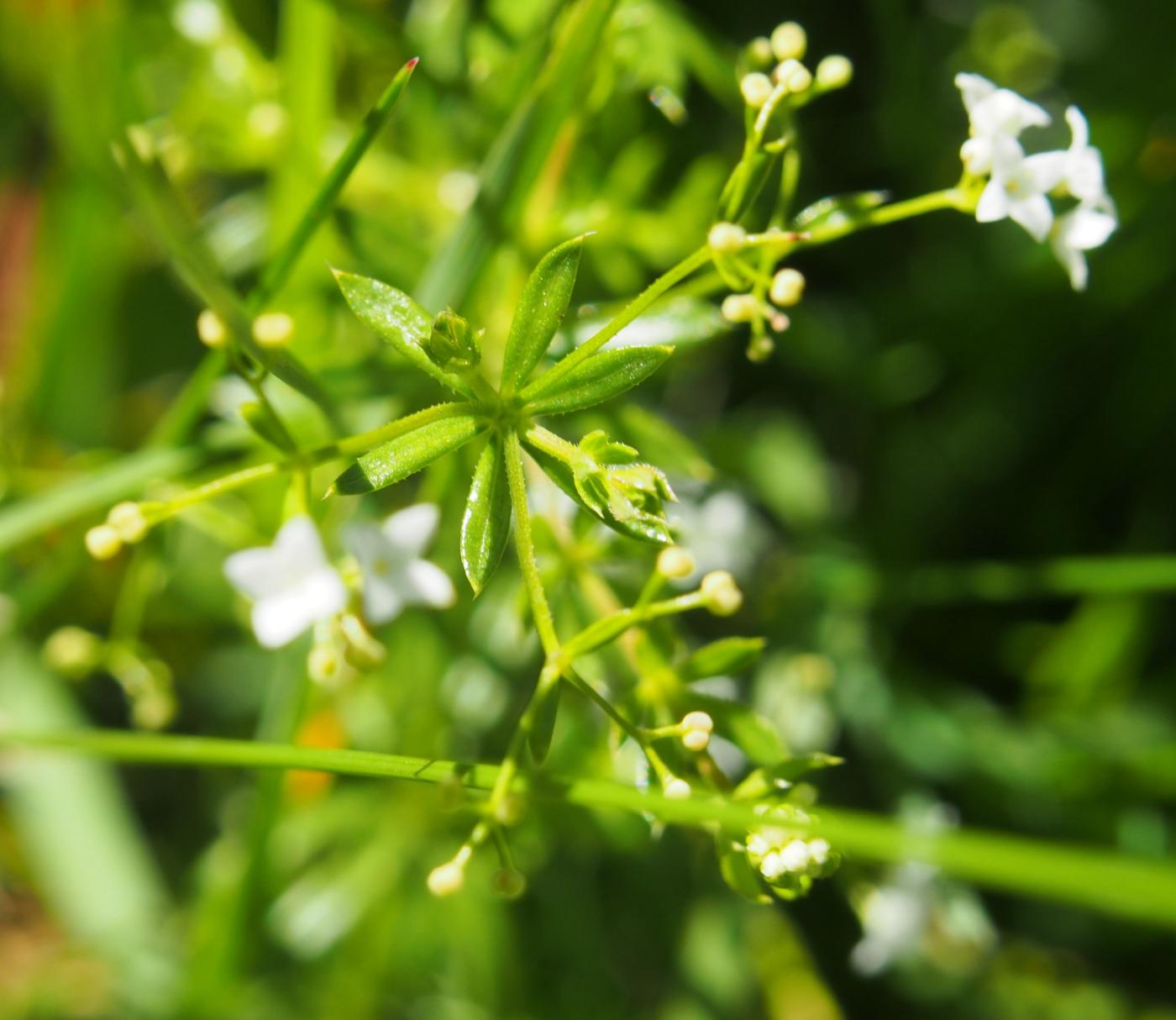 Bedstraw, Fen plant